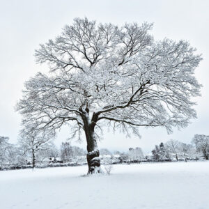 Kraftbaum im Winter - riesige Eiche